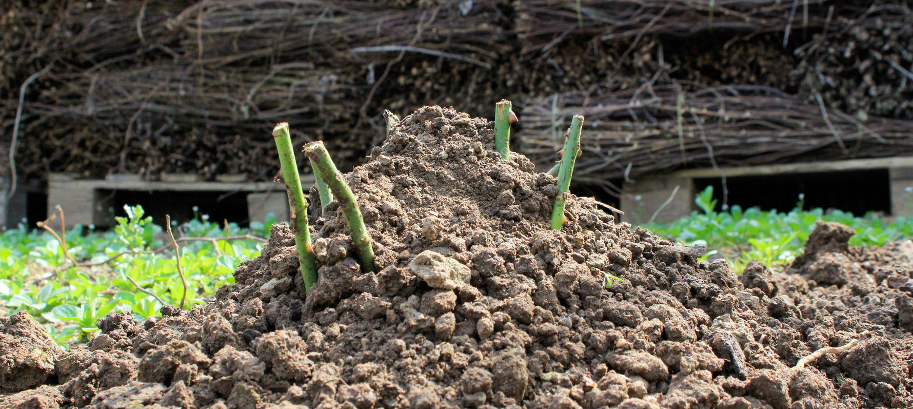 Rosen im Garten pflanzen