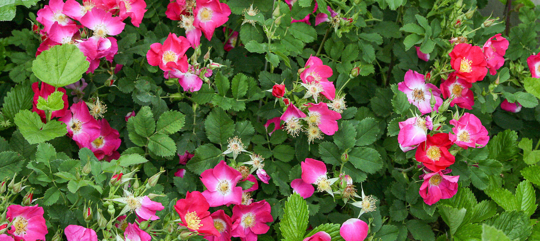 Einmalblühende, mehrmalsblühende, nachblühende Rosen
