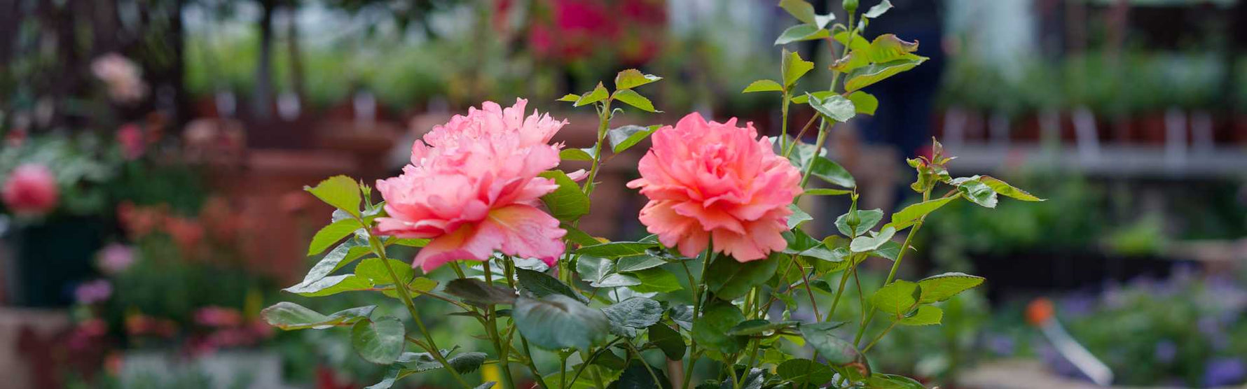 Stammrosen pflanzen und pflegen