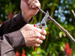 Gartenschere Felco 11