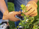 Gartenhandschuhe aus Leder Felco 703
