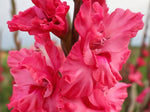 Gladiole 'Kingston Ruffle' Pflanze