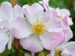 Smart Meidiland - Bodendeckerrose
