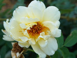 Aicha - Bibernellrose Strauchrose