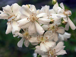 Multiflora nana - Wildrose