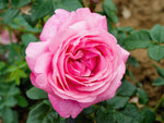 Desirée - Edelrose