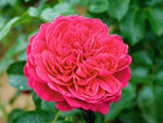 Soul- Strauchrose