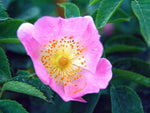Vosagiaca - Wildrose Strauchrose