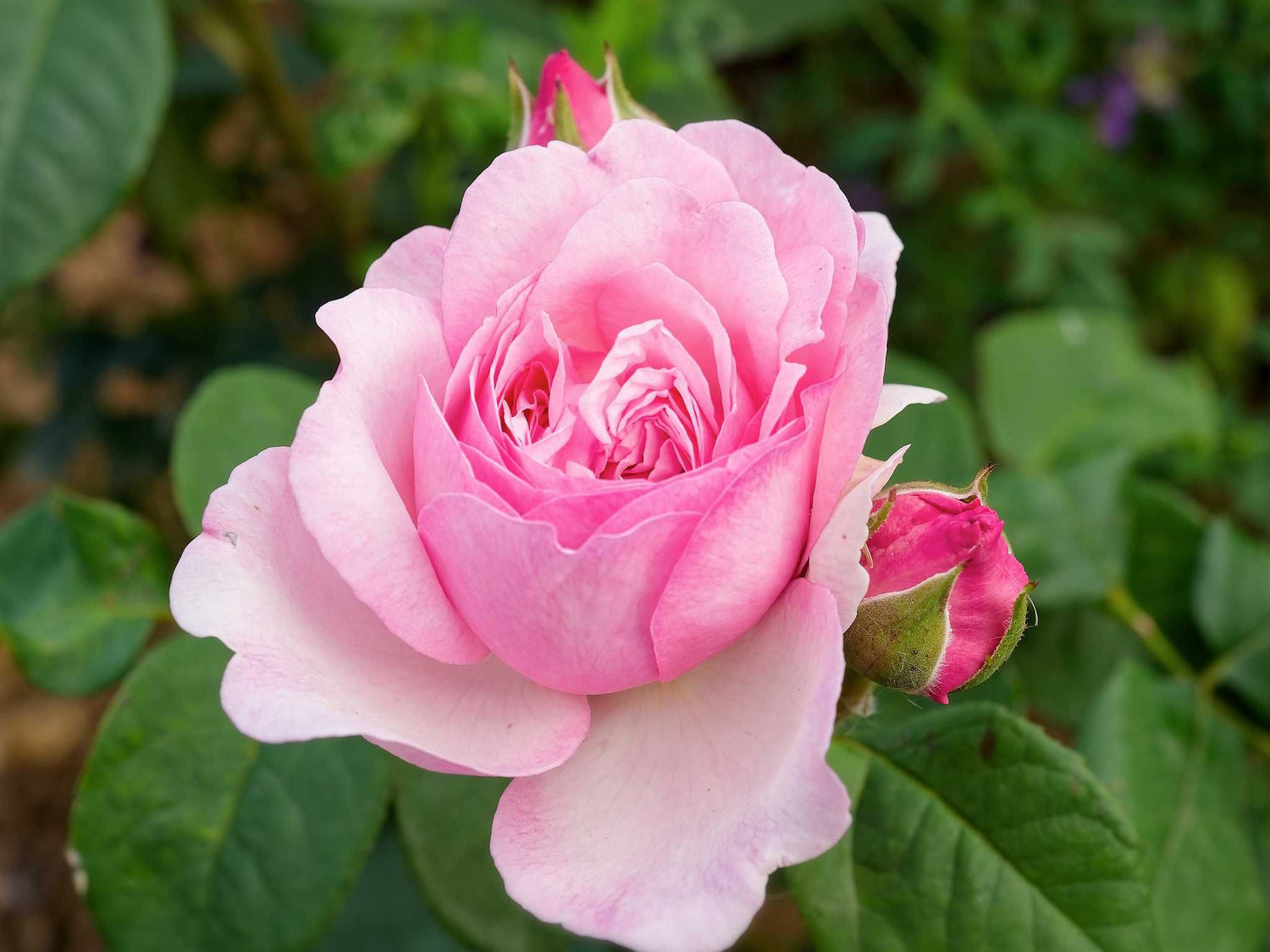 Unique Aroma - Beetrose