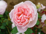 Carolines Heart - Strauchrose