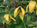 Clematis tangutica - Gold-Waldrebe