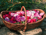 Frische Rosenblüten Bioland