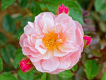 Cornelia - Moschusrose Strauchrose