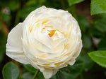 Solo - Edelrose
