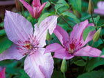 Hagley Hybrid - Clematis patens - Waldrebe