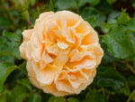 Lizzy - Kletterrose Miniclimber