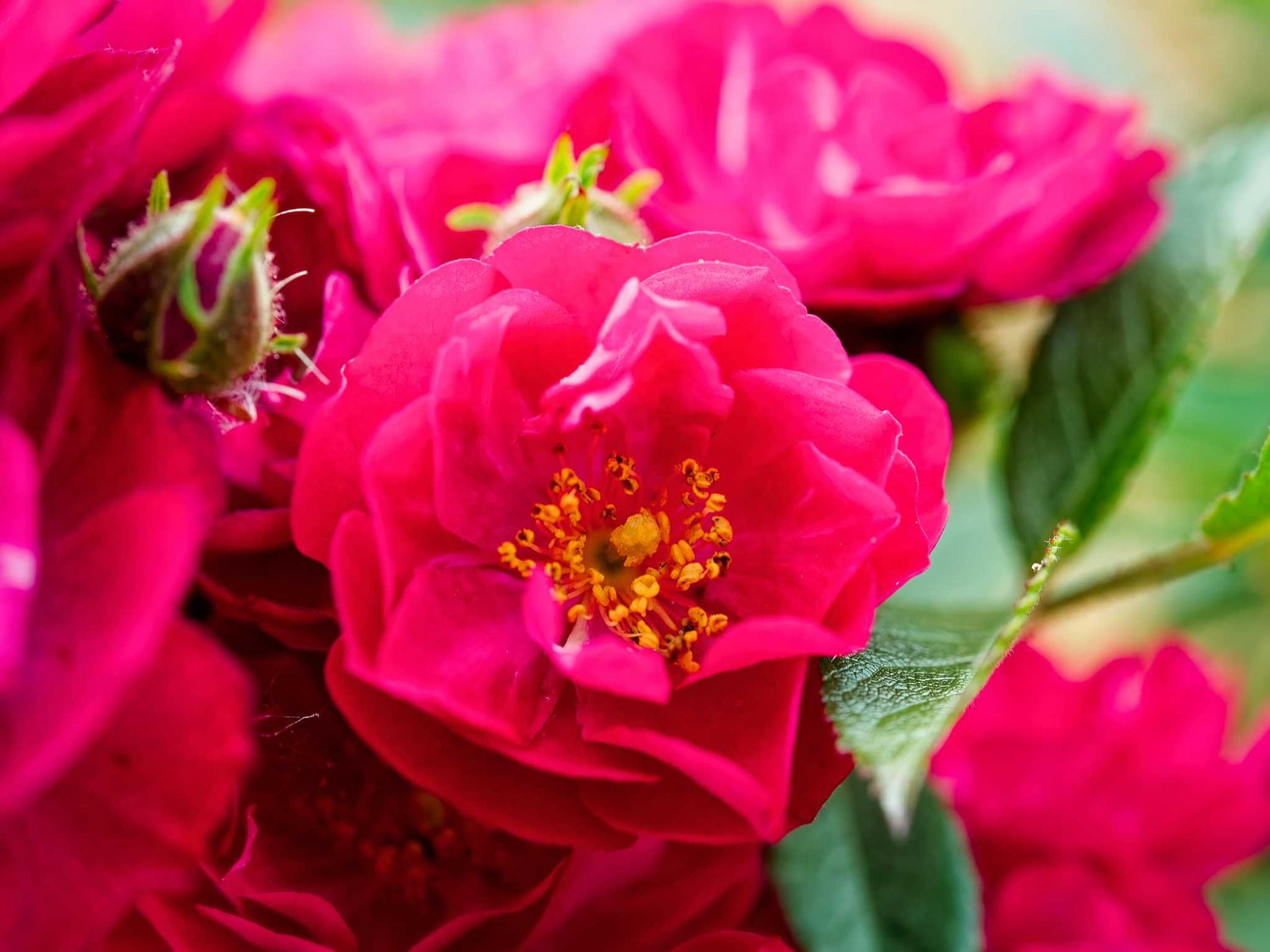 Alberich - Zwergrose