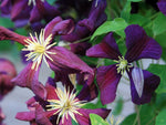 Blue Belle - Clematis viticella - Ital. Waldrebe