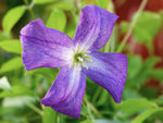 Little Bas - Clematis viticella - Waldrebe
