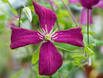 Mme Julia Correvon - Clematis viticella - Waldrebe