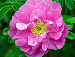 Hokkaido Rugosa - Kartoffelrose Strauchrose