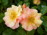 Mellite Mella - Bodendeckerrose