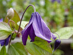 Saphir - Clematis integrifolia - Staudenwaldrebe