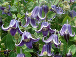 Fascination - Clematis diversifolia - Waldrebe