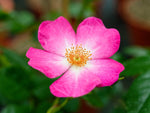 Phlox Meidiland - Strauchrose