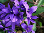 Glockenblume 'J.Elliot'