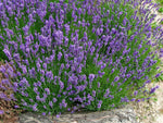 Lavendel - Siesta