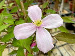 Rubens - Clematis montana - Waldrebe