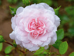 Pusztapoet - Strauchrose