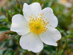 Sonnenröschen - Bodendeckerrose