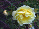 Double Yellow - Bibernellrose Wildrose Strauchrose