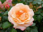 Engelsgesicht - Strauchrose