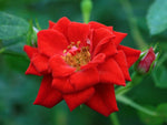 Yosemite Falls - Kletterrose Rambler
