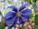 Juuli - Clematis diversifolia - Waldrebe