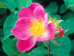 Complicata - Gallicarose Strauchrose