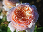 Tropicana - Edelrose