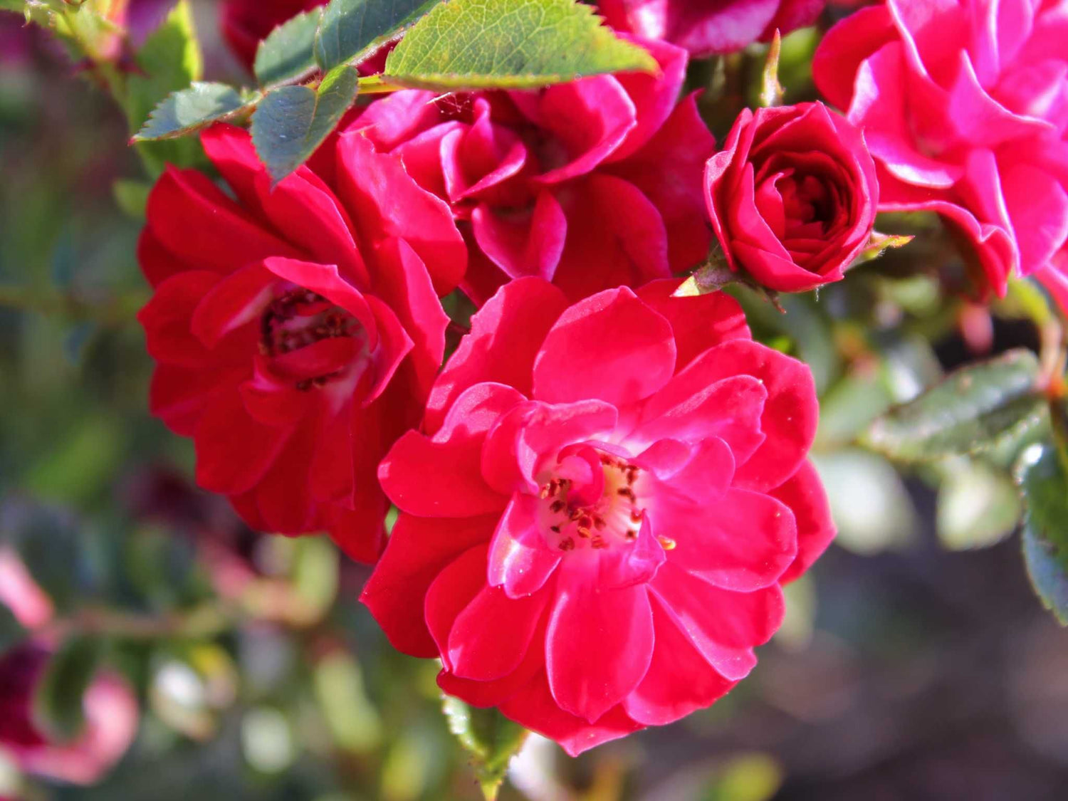 Fiery Pixie - Zwergrose