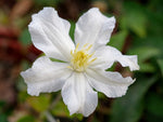White Arabella - Clematis diversifolia - Waldrebe