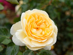 Marzipan - Edelrose