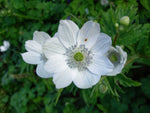 China-Anemone