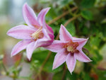 Mieni Belle - Clematis texensis - Waldrebe