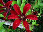 Gravety Beauty - Clematis texensis - Waldrebe