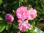 Marie Luise Kreuter - Kletterrose Rambler