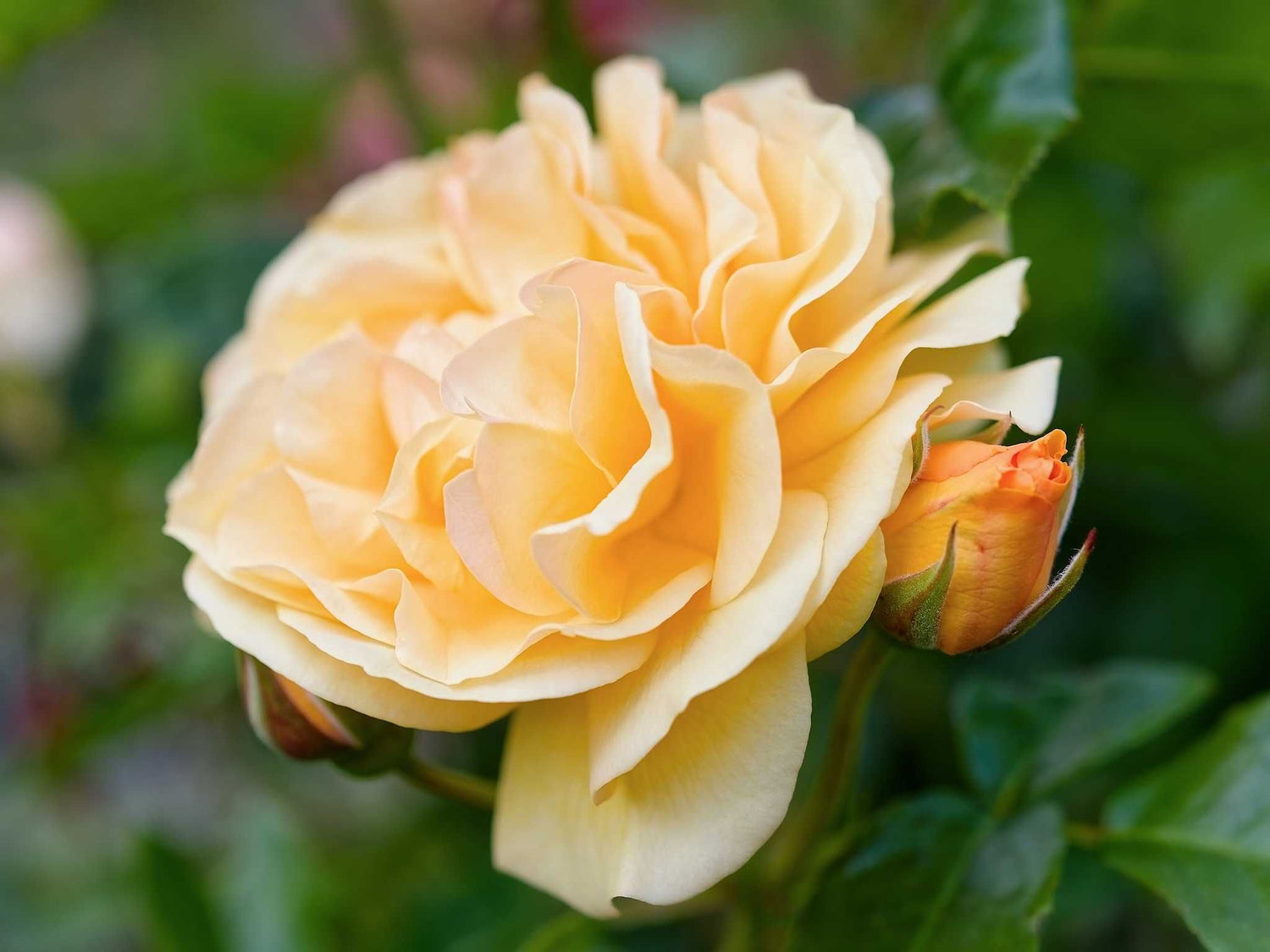 Julia Child - Beetrose