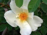 Nevada - Mandarinrose Wildrose Strauchrose
