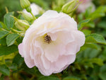 Polareis - Rugosa-Kartoffelrose Kleinstrauchrose